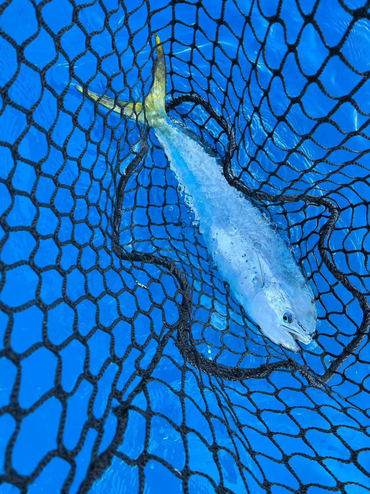 Le temps d’une marée — sortie pêche à Saint-Jean-de-Luz