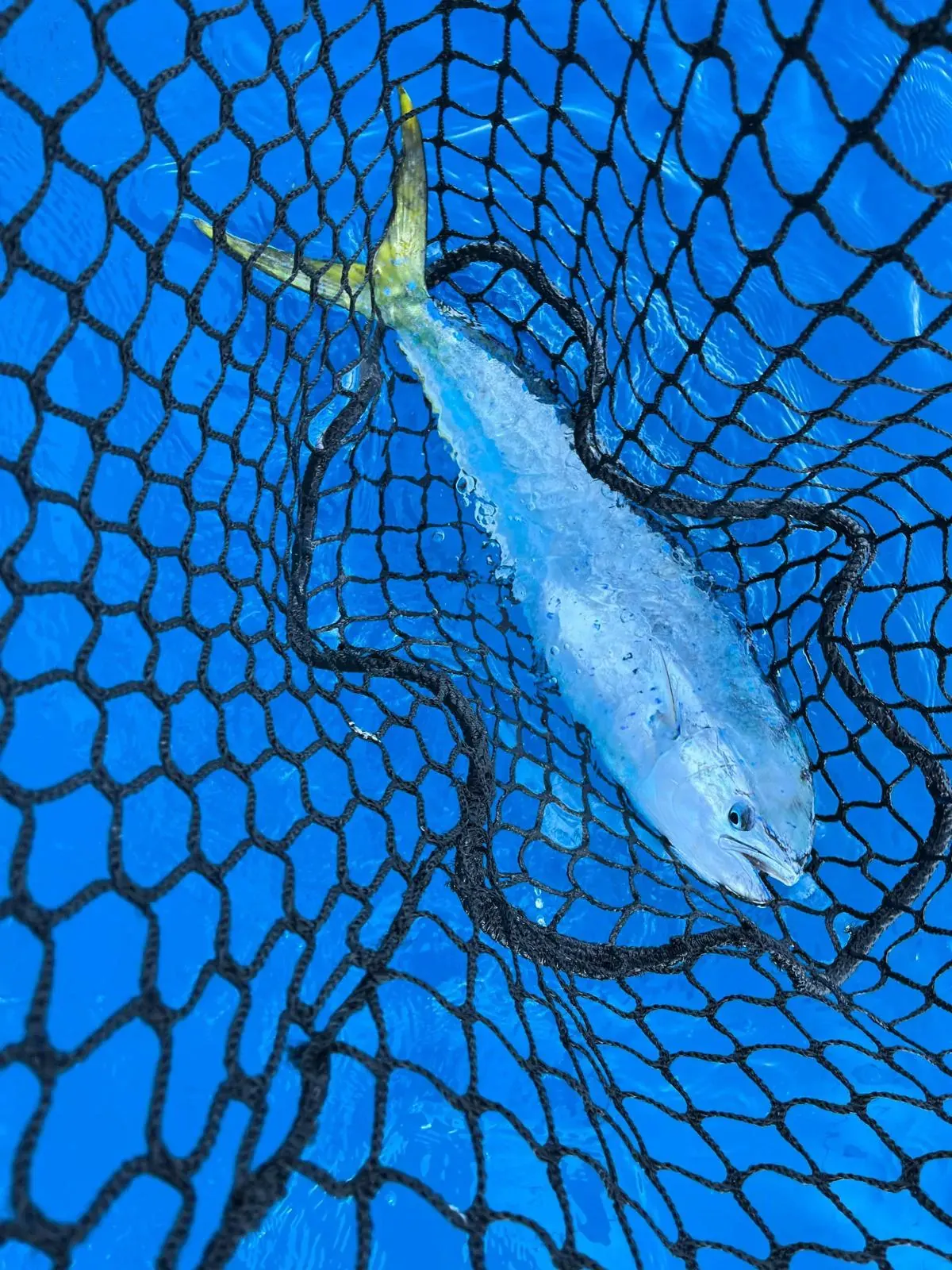 Le temps d’une marée — sortie pêche à Saint-Jean-de-Luz